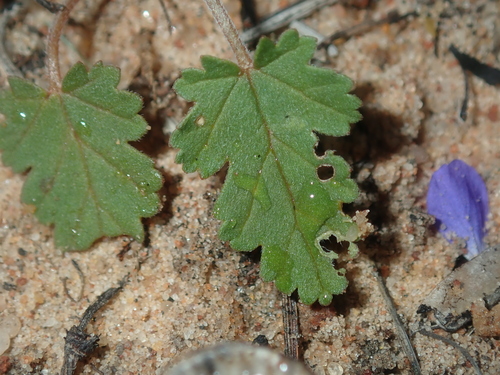 Erodium cygnorum subsp. glandulosum (Swan river crowsfoot) — photo
