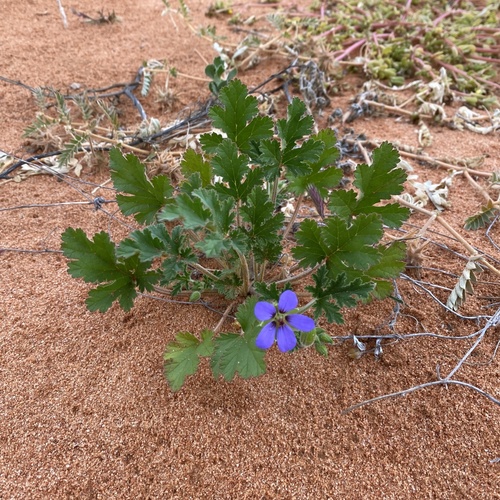 Erodium cygnorum subsp. glandulosum (Swan river crowsfoot) — photo