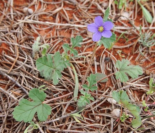 Erodium cygnorum subsp. glandulosum