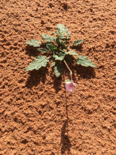Erodium glaucophyllum (Glaucus-leaved cranesbill) — photo