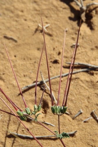 Erodium glaucophyllum