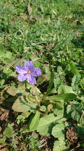 Erodium gruinum (Long-beaked stork's-bill) — photo