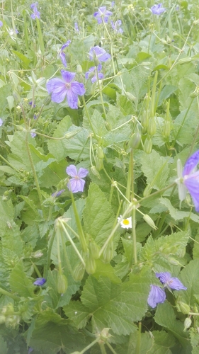 Erodium gruinum