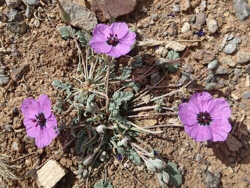 Erodium guttatum (Spotted stork's bill) — photo
