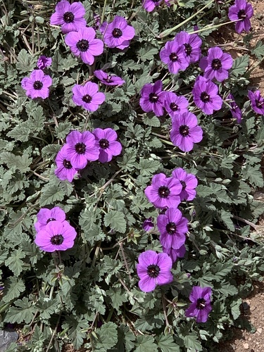 Erodium guttatum (Spotted stork's bill) — photo