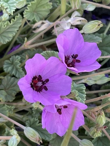 Erodium guttatum