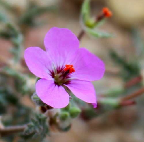 Erodium hirtum (Tumayr) — photo