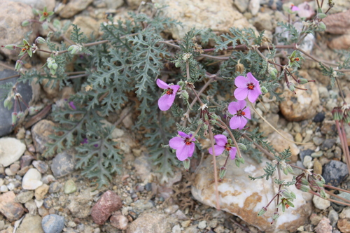 Erodium hirtum (Tumayr) — photo