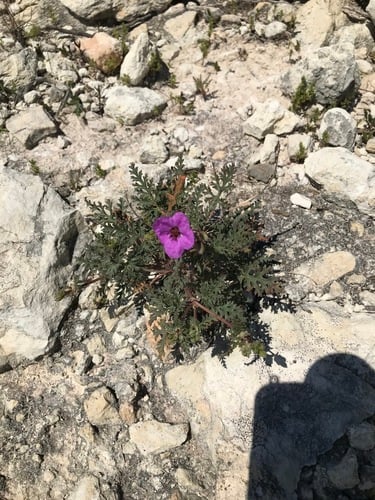Erodium hirtum