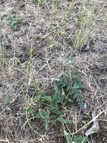 Erodium hoefftianum — photo