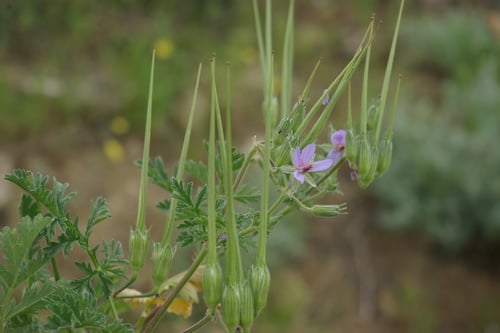 Erodium hoefftianum