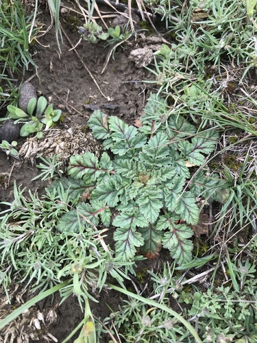 Erodium hoefftianum — photo