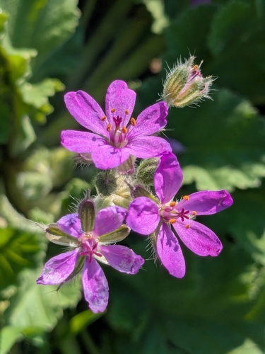 Erodium malacoides (Oval heron's bill) — photo
