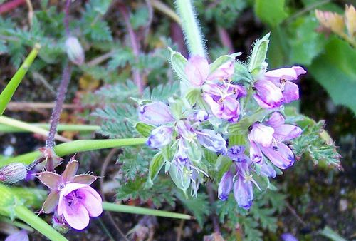 Erodium moschatum (Musk Storksbill) — photo