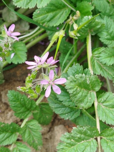 Erodium moschatum