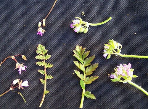 Erodium moschatum (Musk Storksbill) — photo