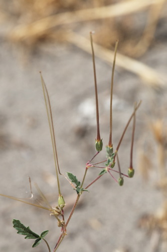 Erodium oxyrrhynchum subsp. bryoniifolium — photo