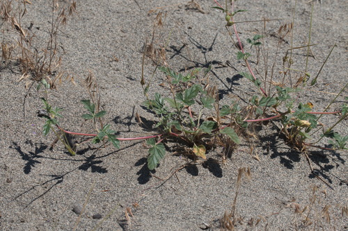 Erodium oxyrrhynchum subsp. bryoniifolium — photo