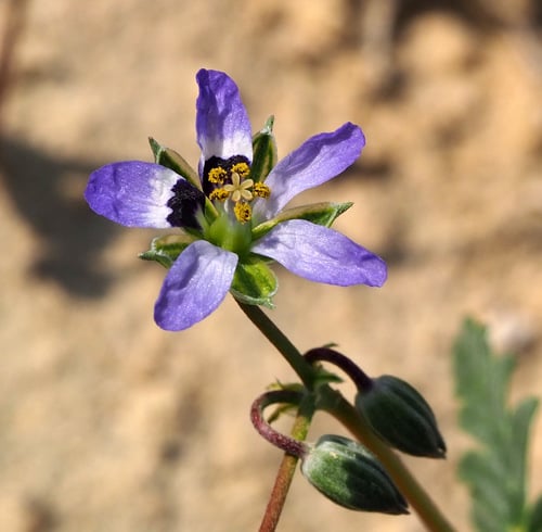 Erodium oxyrrhynchum subsp. bryoniifolium