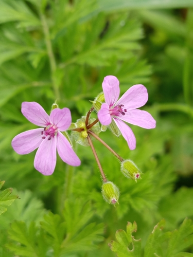Erodium salzmannii (Redstem Stork's Bill) — photo