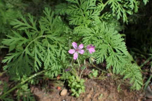 Erodium salzmannii