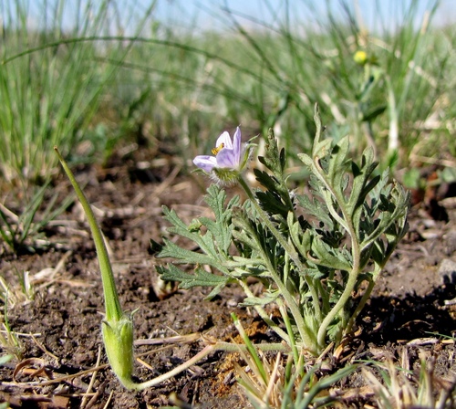 Erodium stephanianum (Stephen's storksbill) — photo