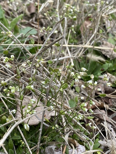 Erophila verna (Spring Whitlow-grass) — photo