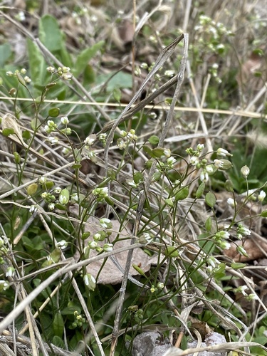 Erophila verna (Spring Whitlow-grass) — photo