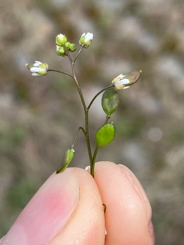 Erophila verna