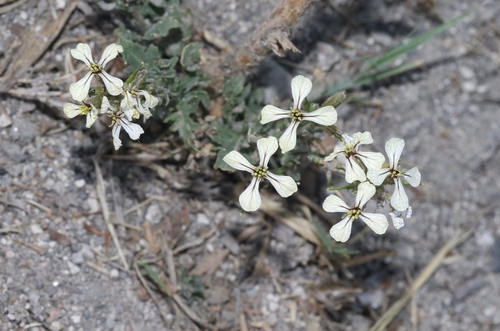 Eruca vesicaria (Rocket) — photo
