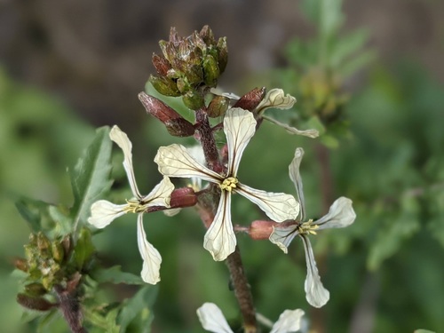 Eruca vesicaria (Rocket) — photo