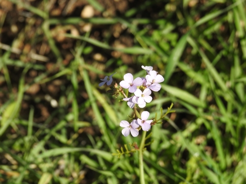Erucaria rostrata (Slih hadhari) — photo