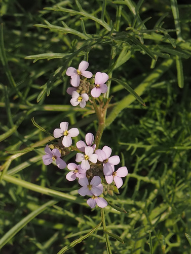 Erucaria rostrata