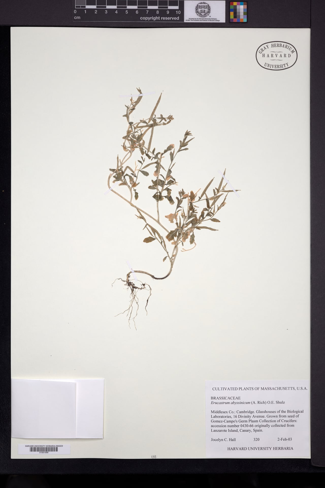 Erucastrum abyssinicum