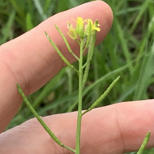 Erucastrum arabicum (Ethiopian kale) — photo