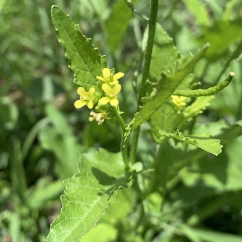 Erucastrum arabicum (Ethiopian kale) — photo