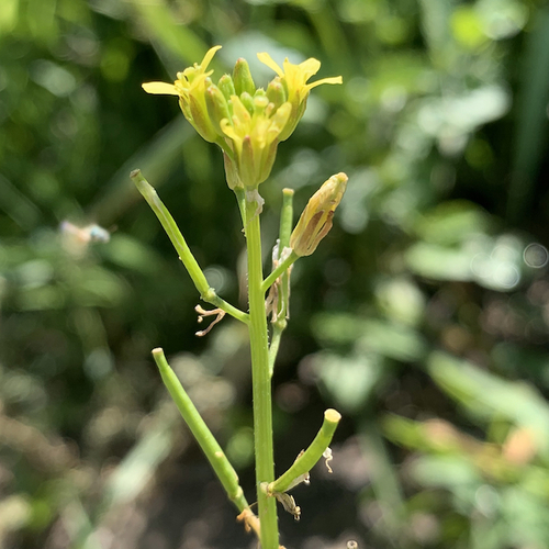 Erucastrum arabicum
