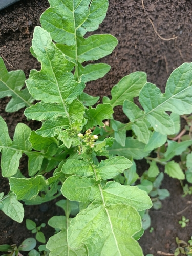Erucastrum austroafricanum (Sepaile) — photo