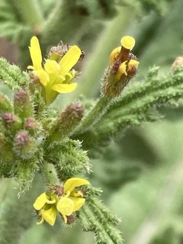 Erucastrum austroafricanum (Sepaile) — photo