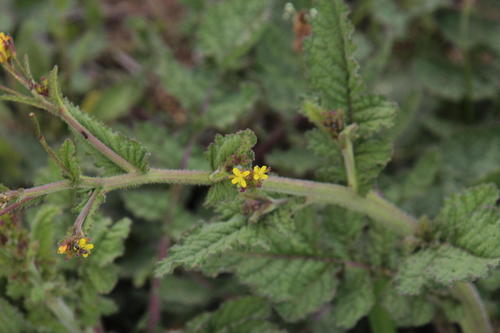 Erucastrum austroafricanum