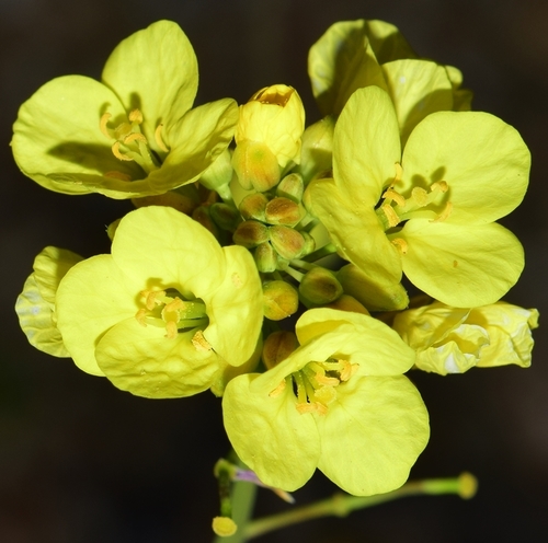 Erucastrum virgatum