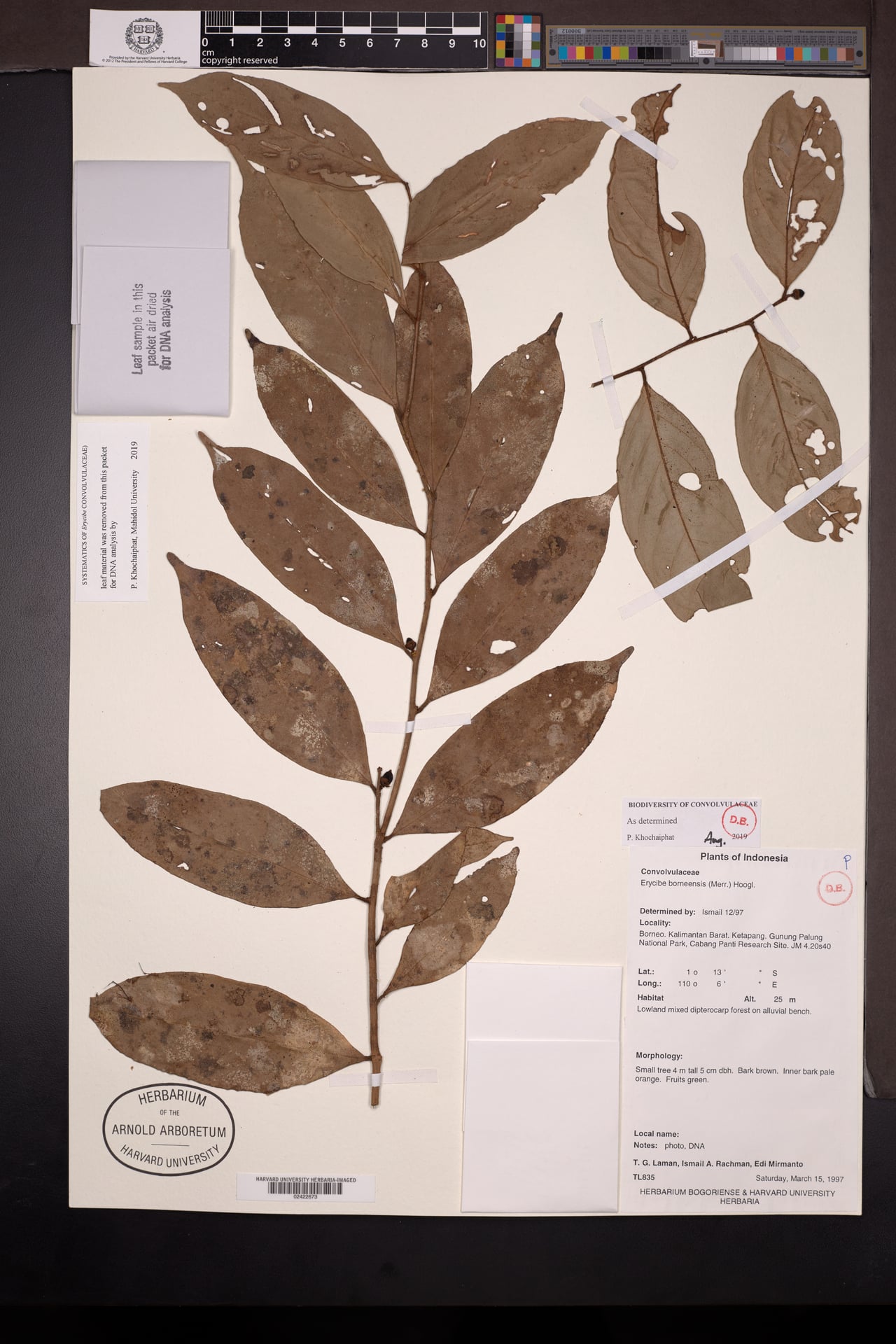 Erycibe borneensis — photo