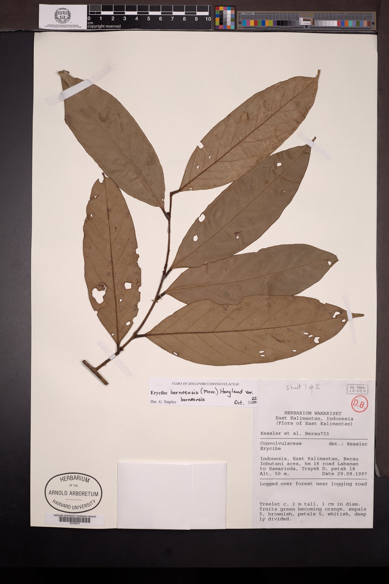 Erycibe borneensis — photo