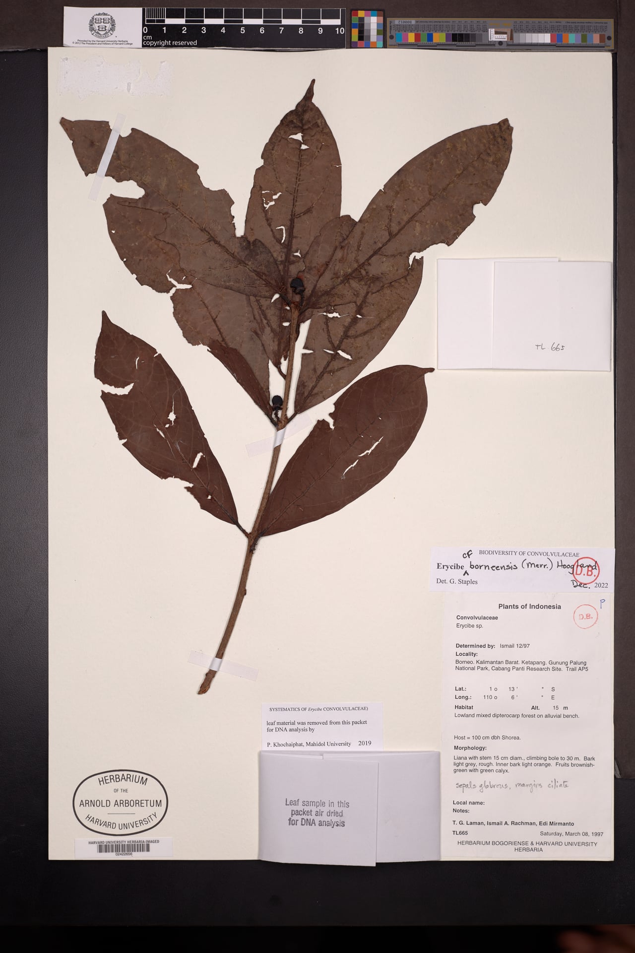 Erycibe borneensis