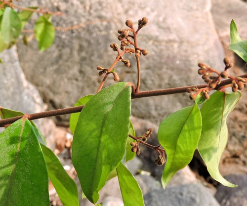 Erycibe paniculata — photo
