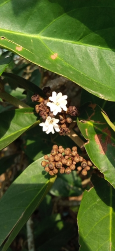 Erycibe paniculata