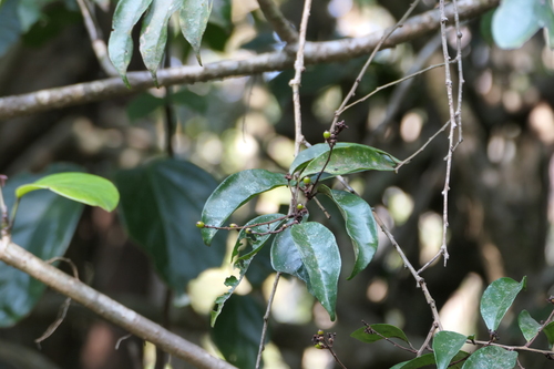 Erycibe wightiana — photo