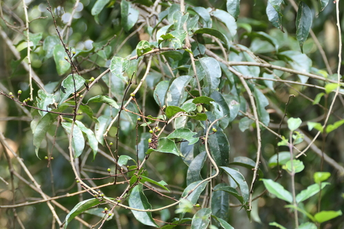Erycibe wightiana — photo