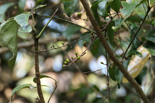Erycibe wightiana