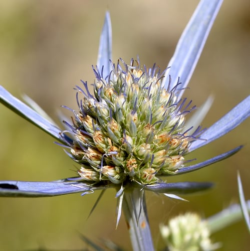 Eryngium amethystinum (Sea holly blue) — photo